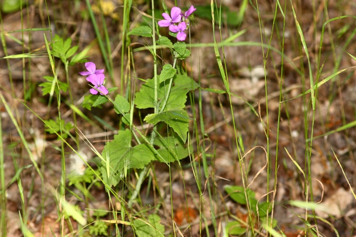 Lunaria annua